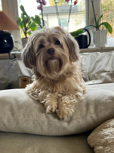 Lupita Två hanar och två tikar finns att boka
Hör av er till Johanna 0733506521